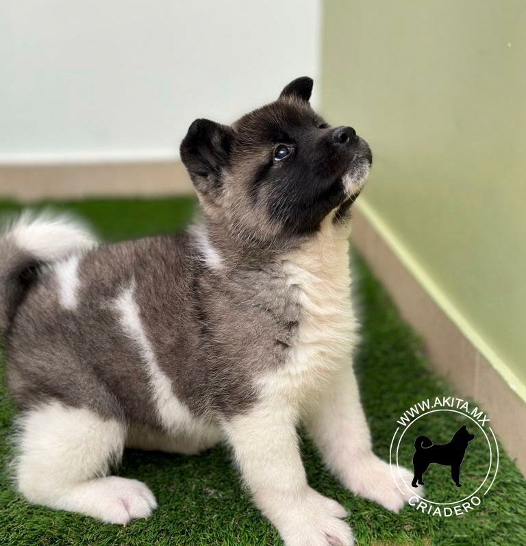 cachorro akiata en venta