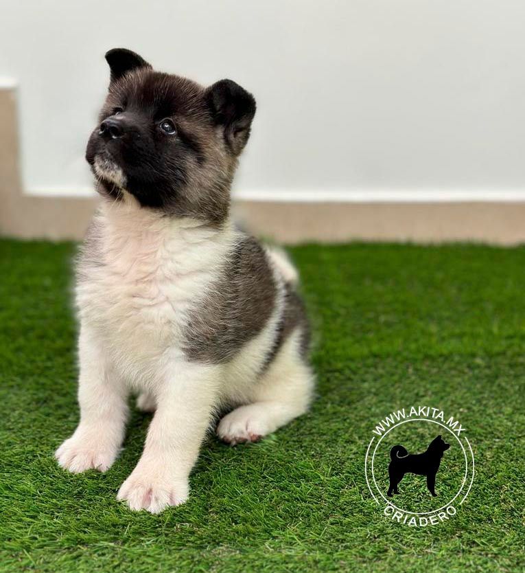 cachorro akiata en venta