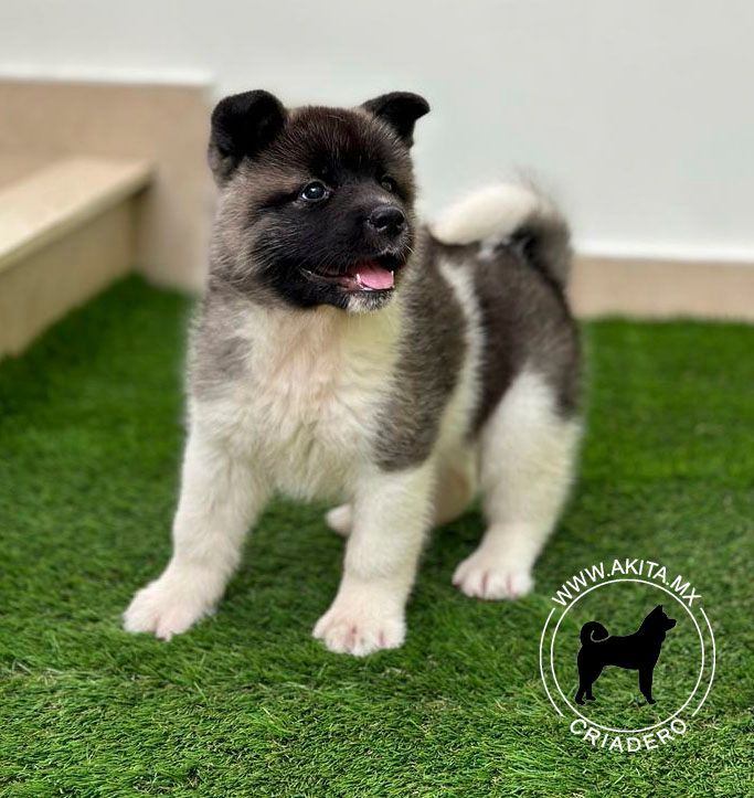 cachorro akiata en venta