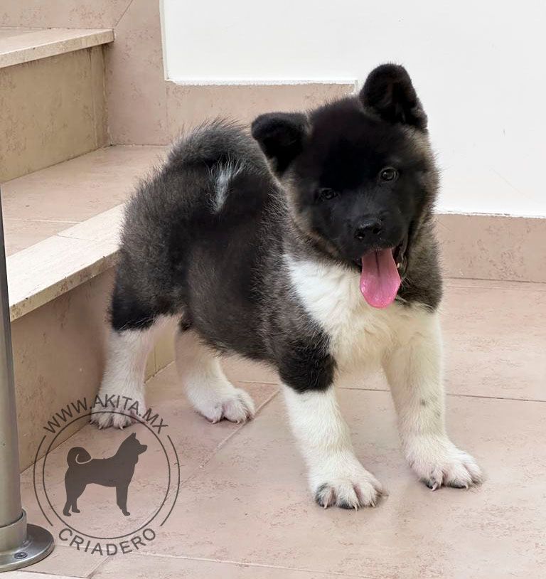 cachorro akita en venta