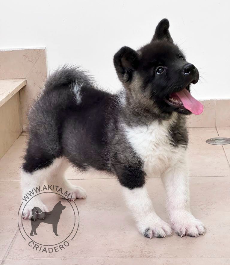 cachorro akita en venta