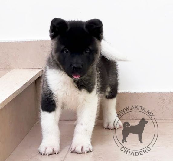 cachorro akita en venta