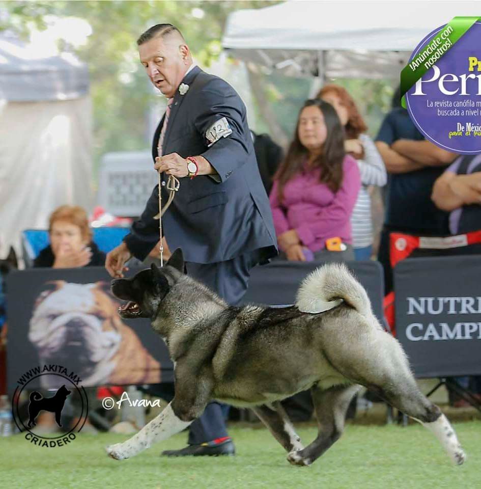 perros akita en venta