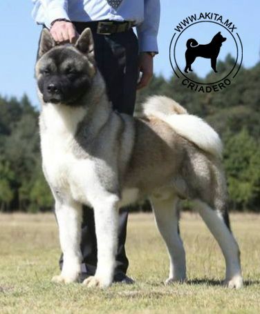 perros akita en venta