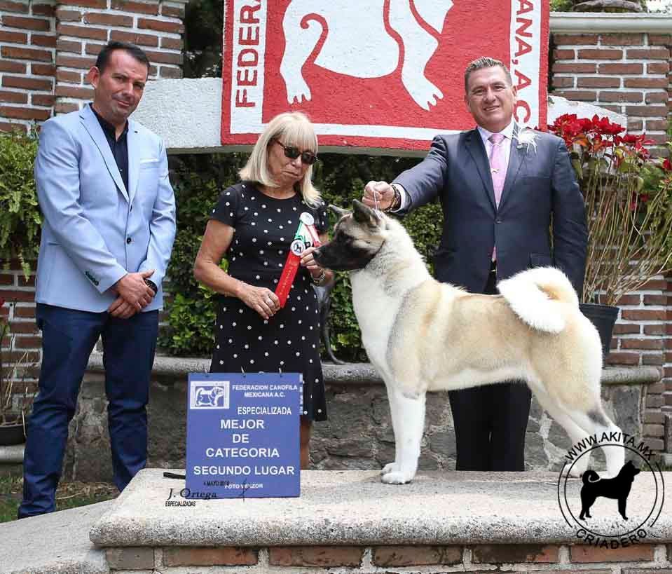 perros akita en venta