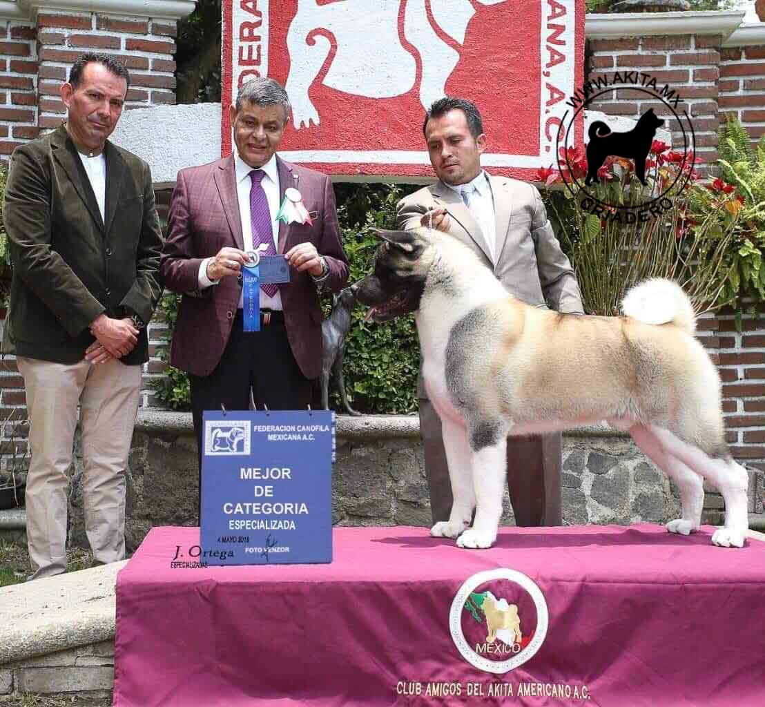 perros akita en venta