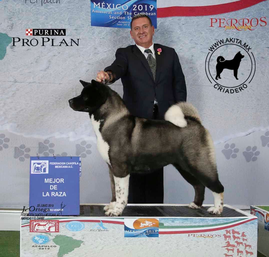 perros akita en venta