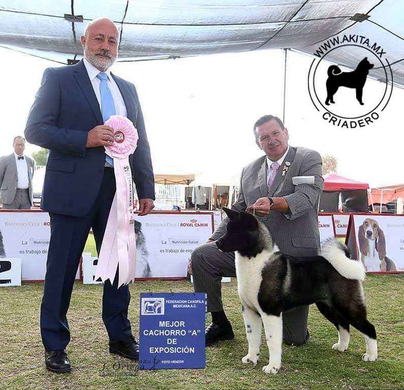 perros akita en venta