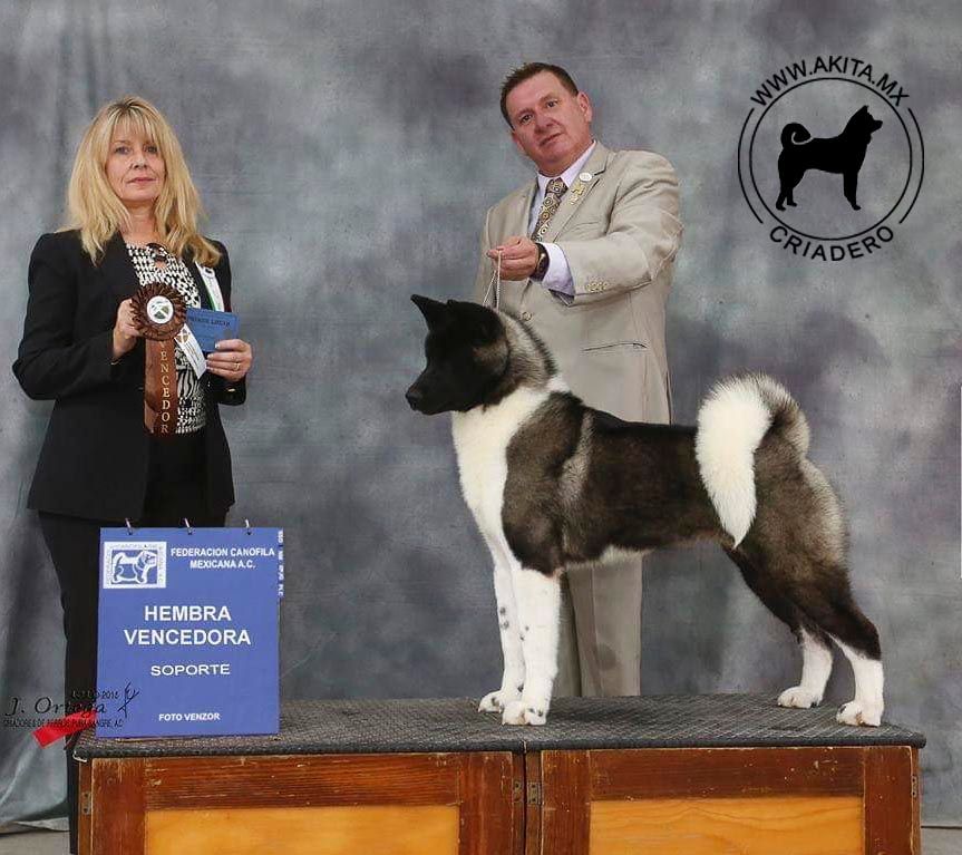 perros akita en venta