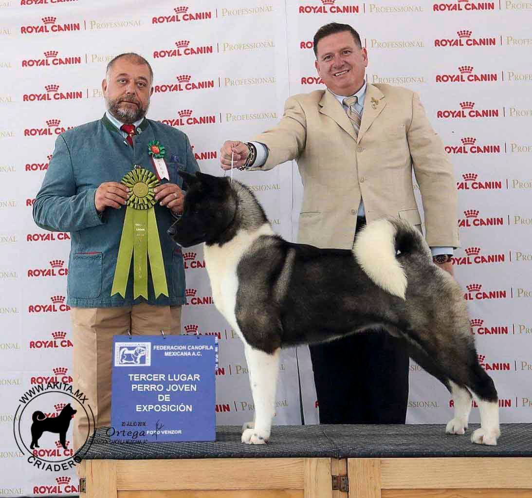 perros akita en venta