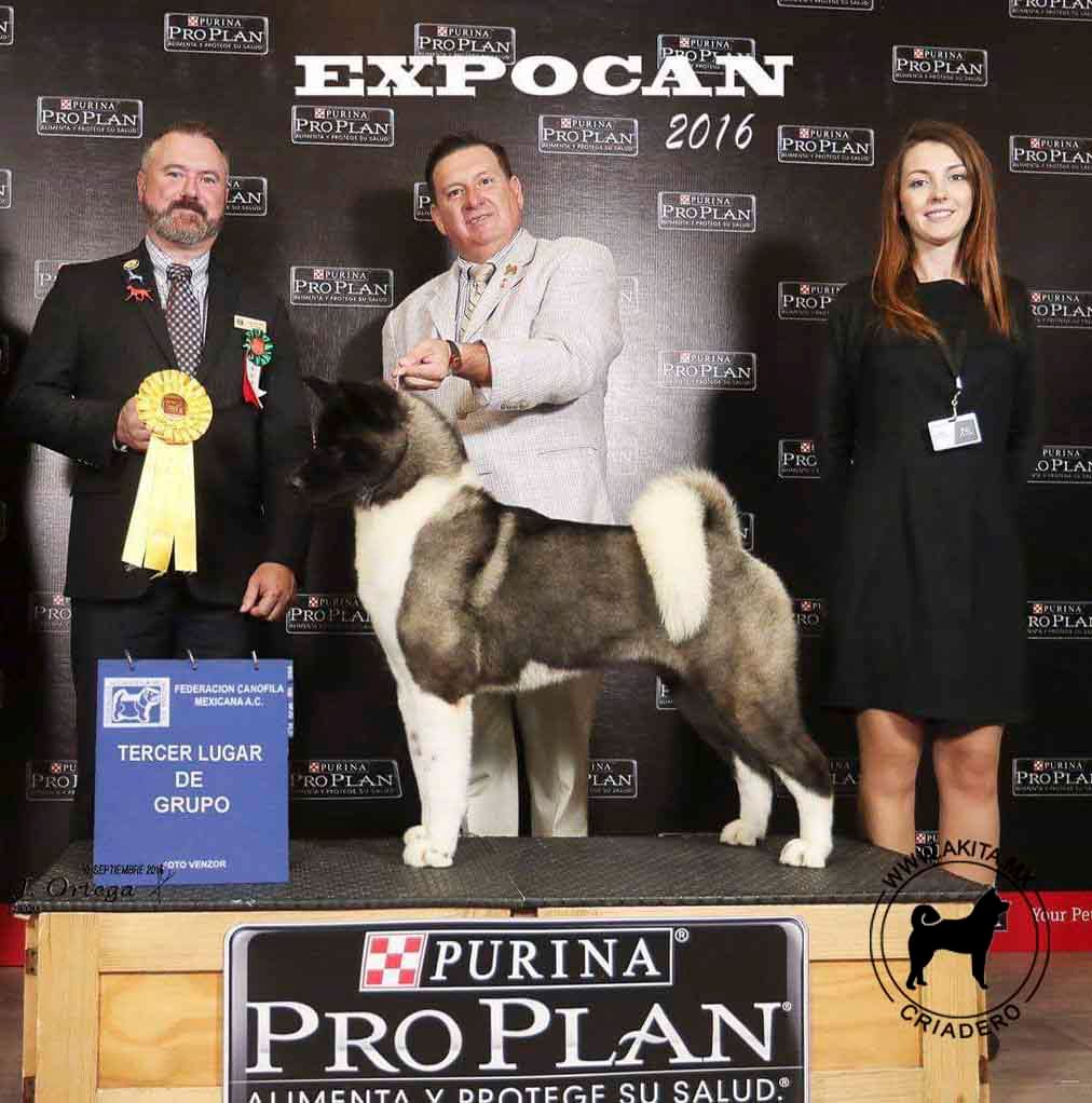 perros akita en venta