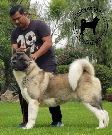 perros akita en venta
