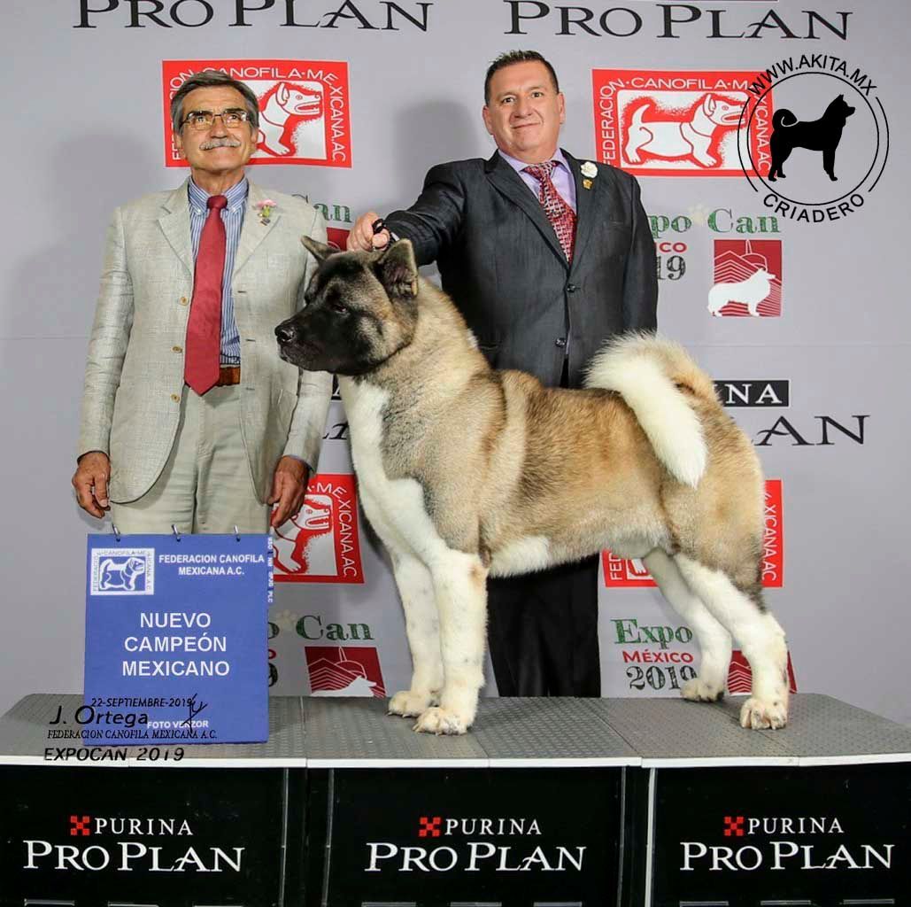 perros akita en venta