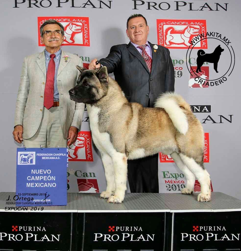 perros akita en venta