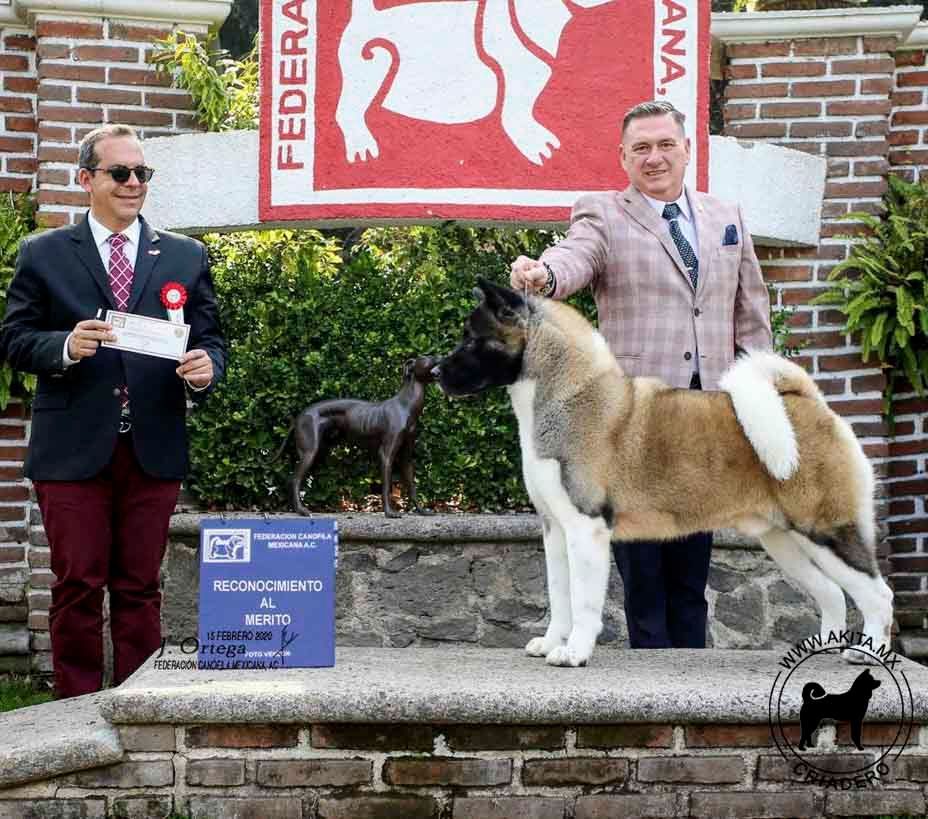 perros akita en venta