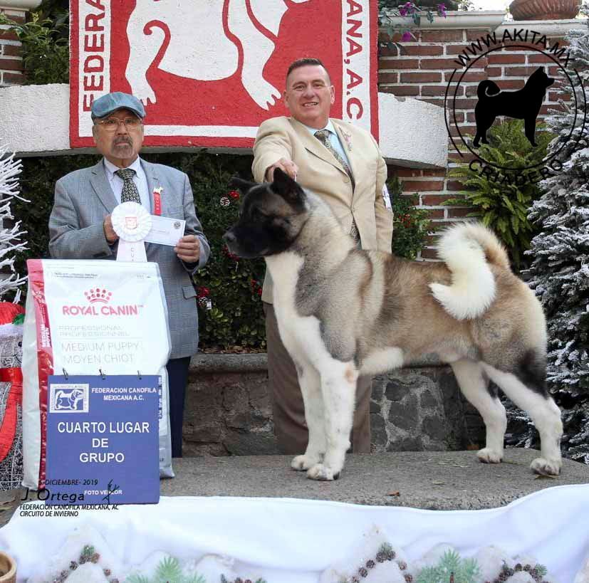 perros akita en venta