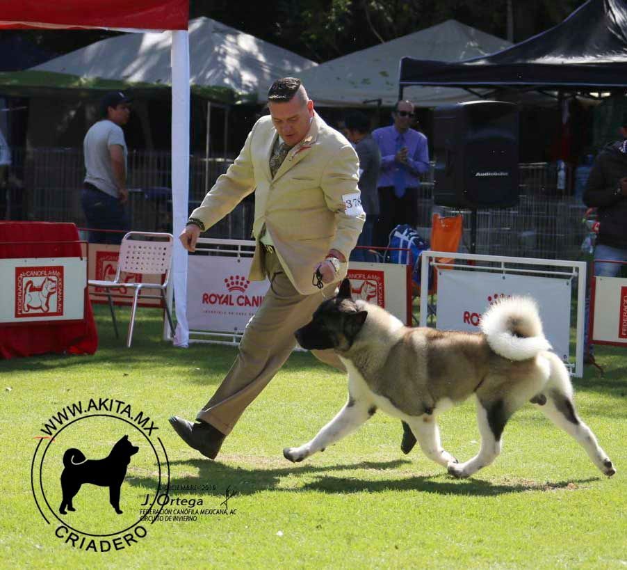 perros akita en venta