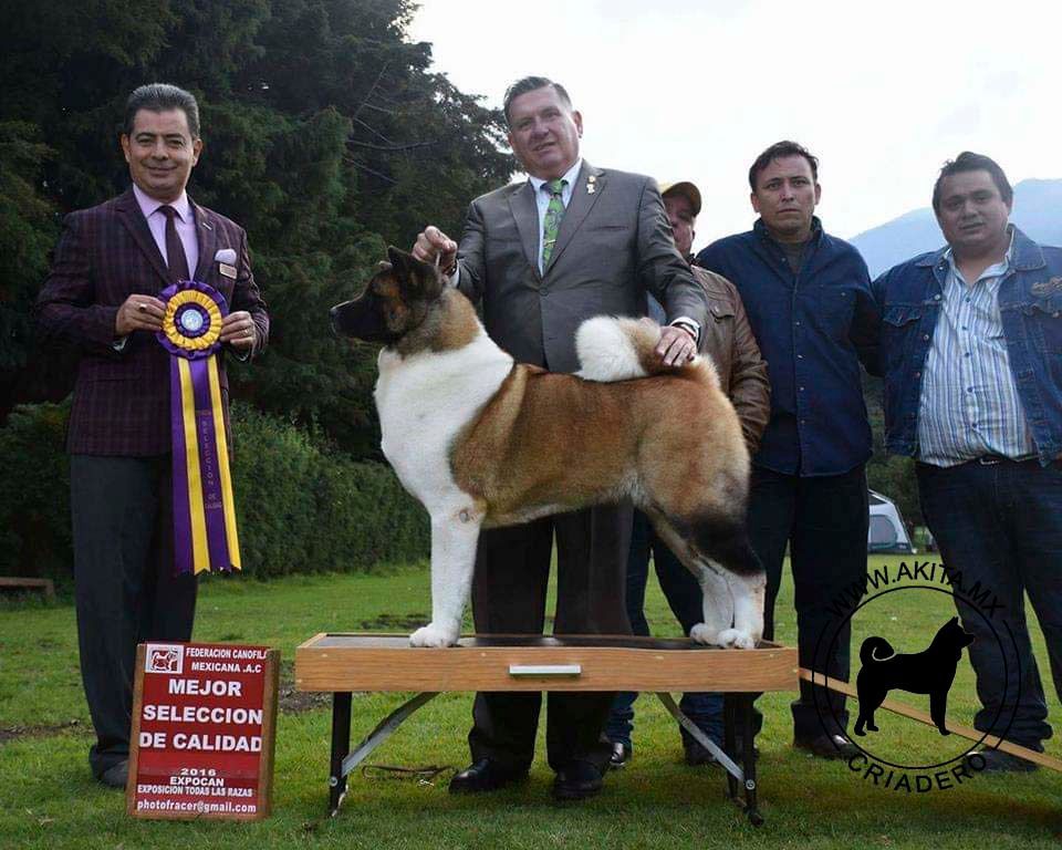 perros akita en venta