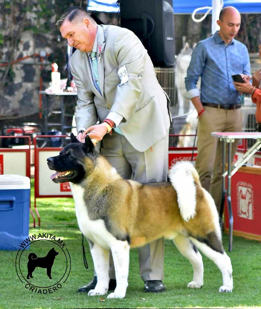 perros akita en venta