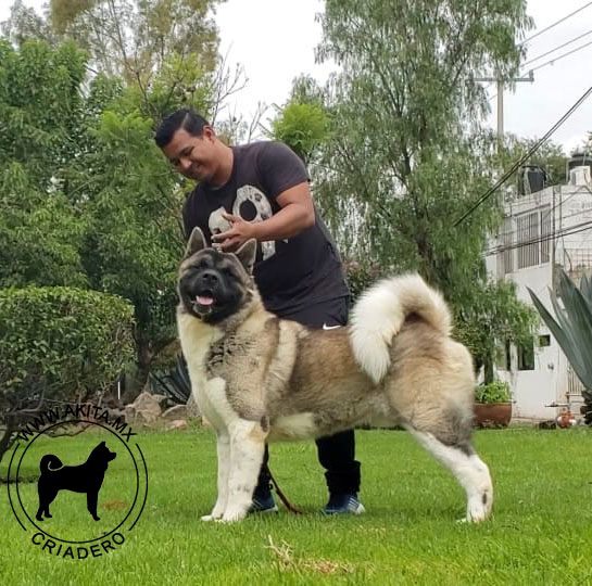 perros akita en venta