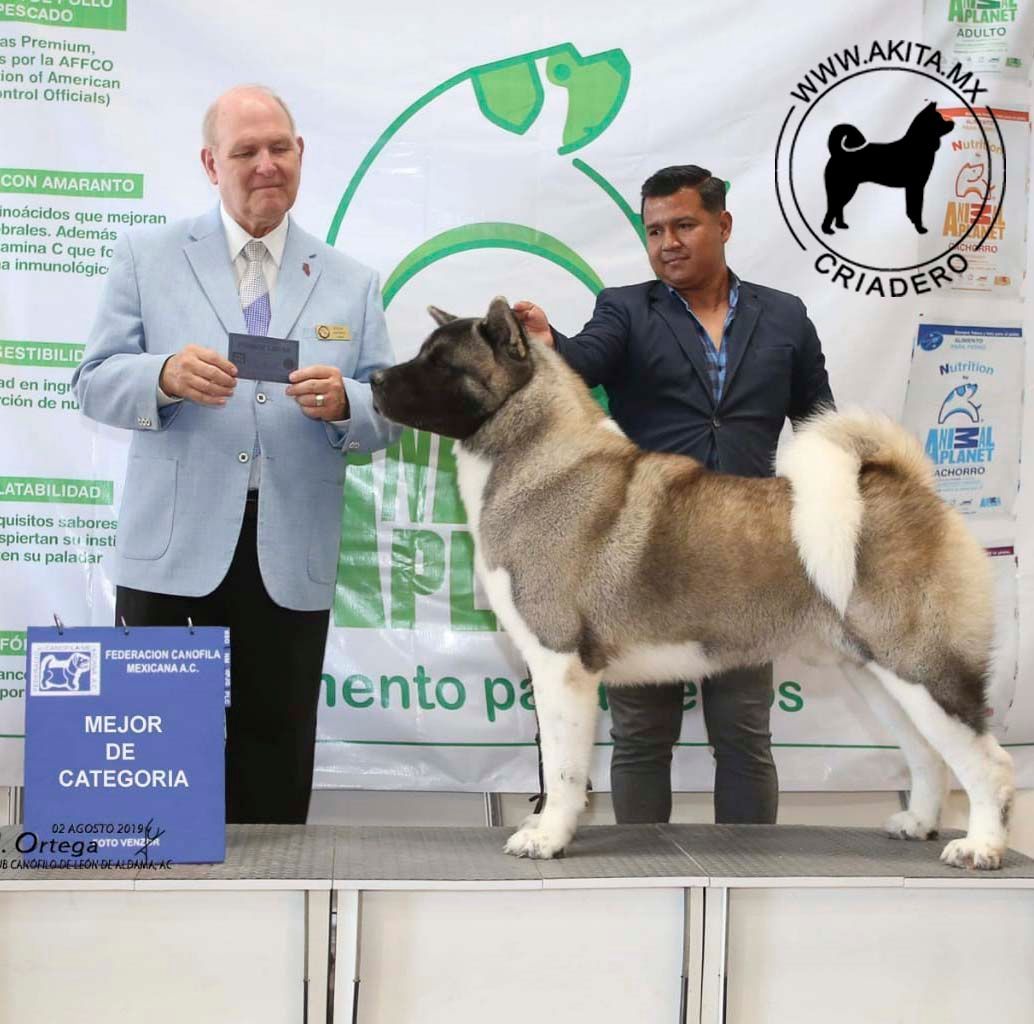 perros akita en venta