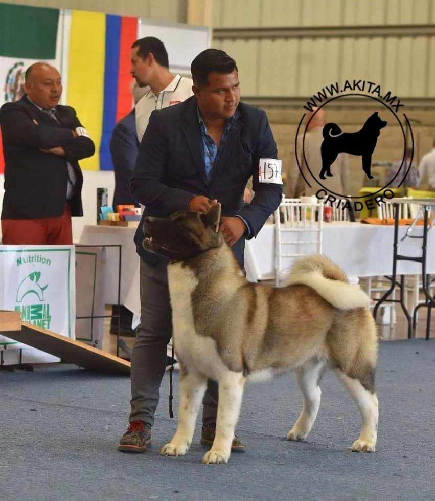 perros akita en venta