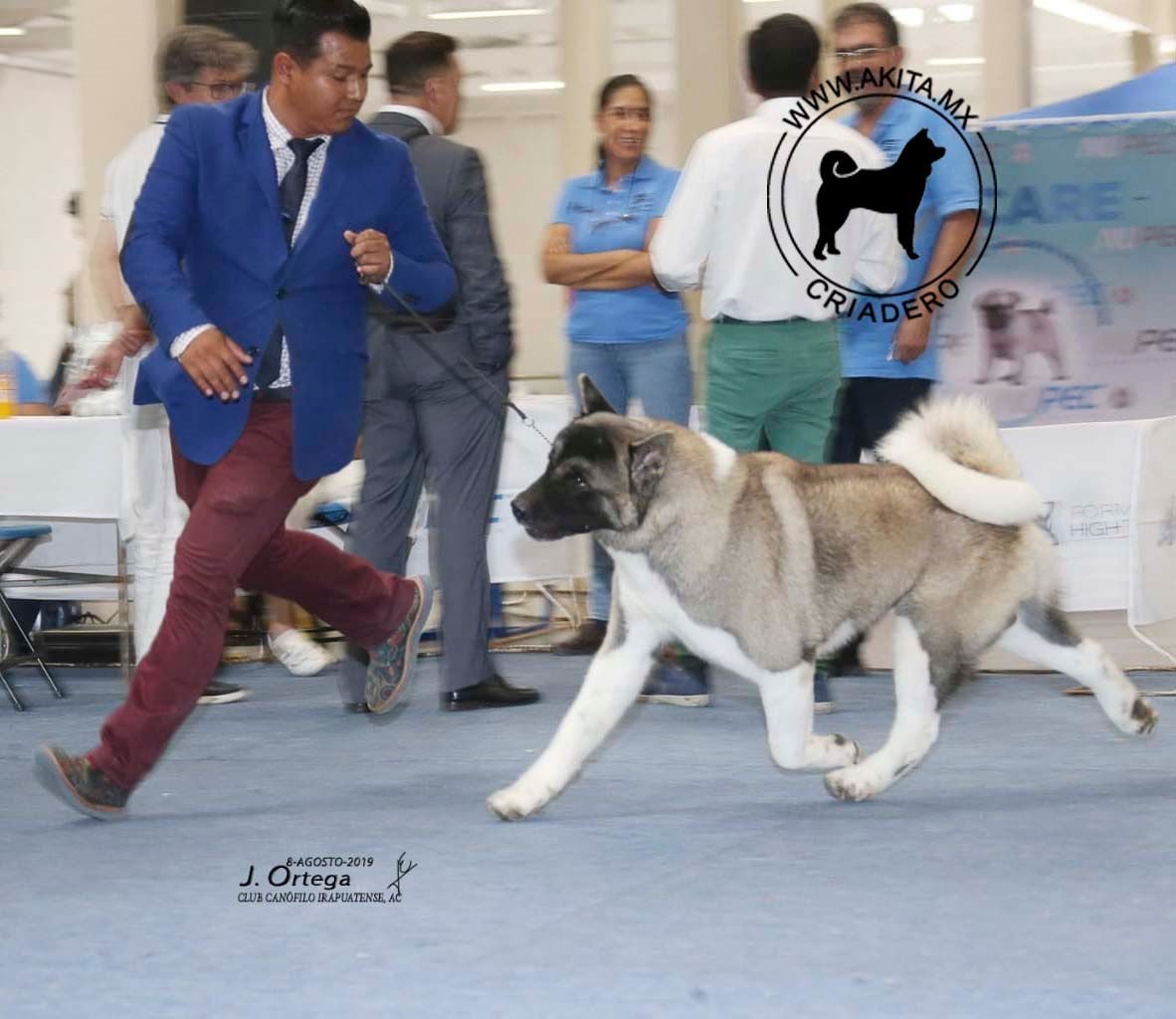 perros akita en venta