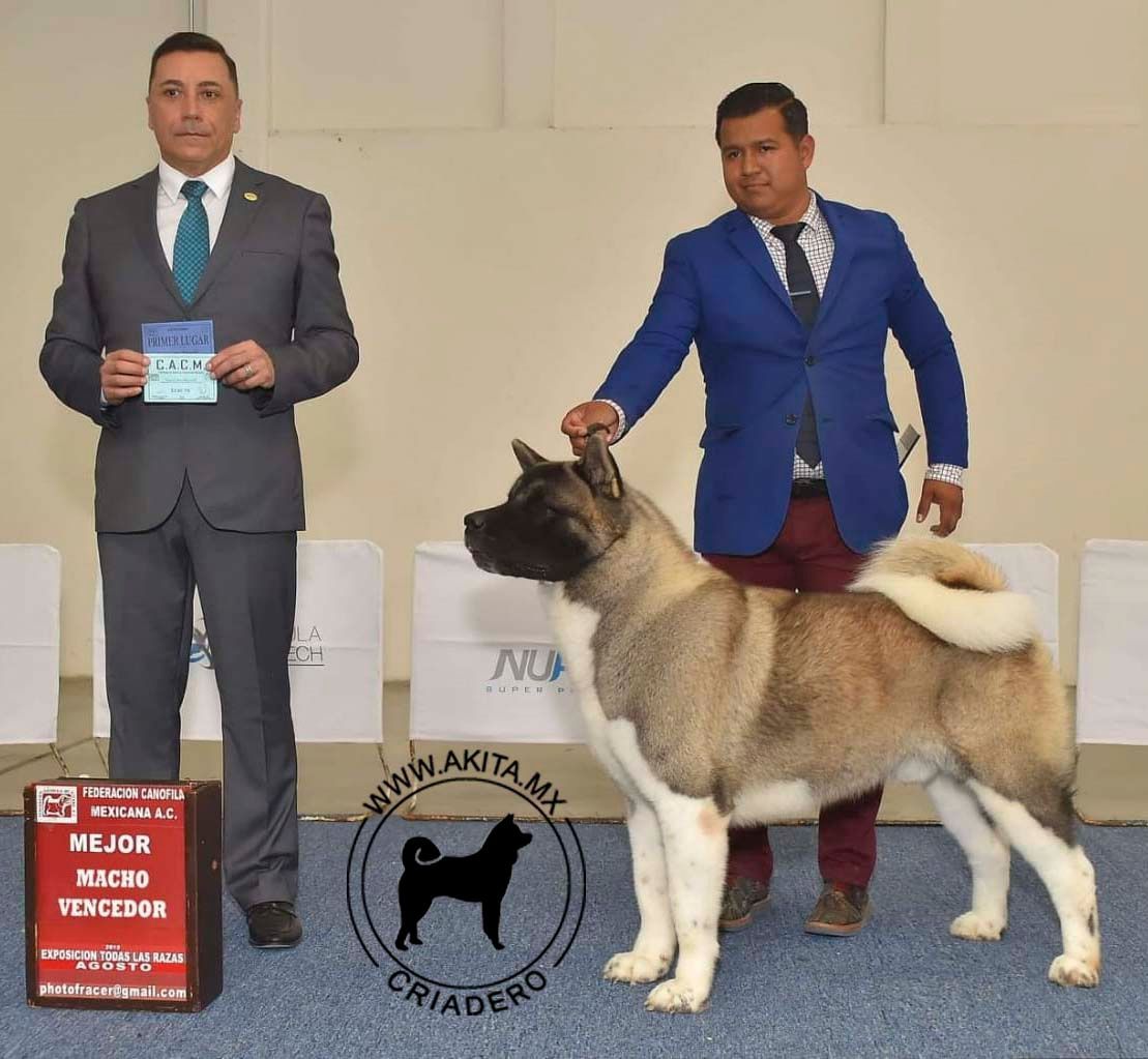 perros akita en venta