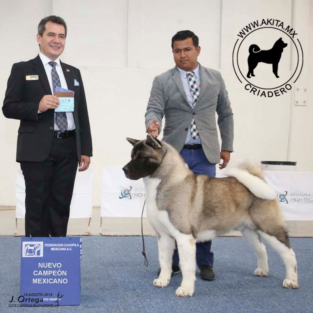 perros akita en venta