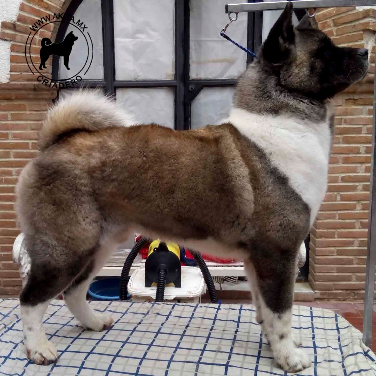 perros akita en venta