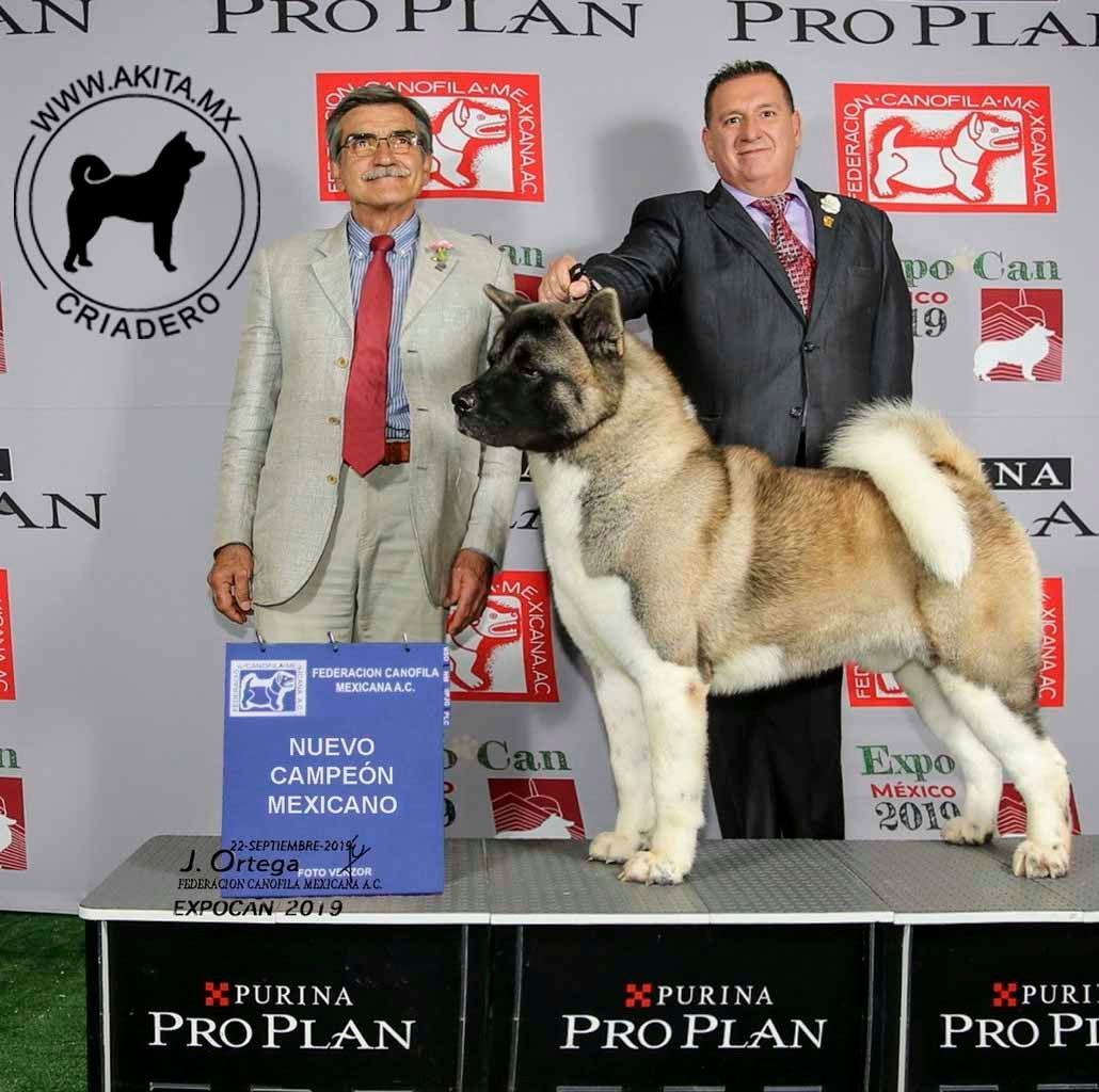 perros akita en venta