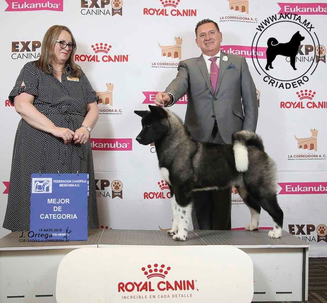 perros akita en venta