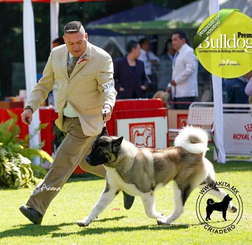 perros akita en venta