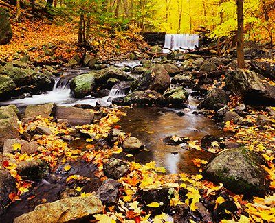 Fall leaves line a creek in the Hudson River Valley.