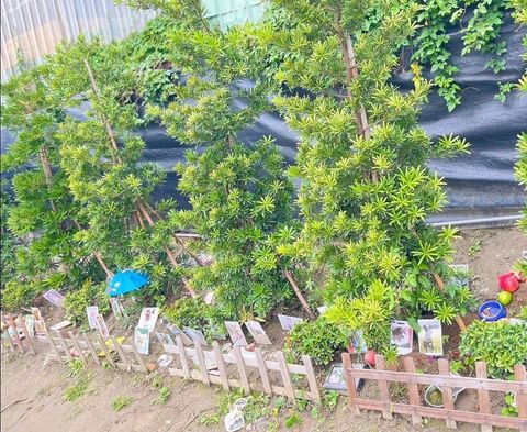 陶花源寵物天堂 團體樹葬區
