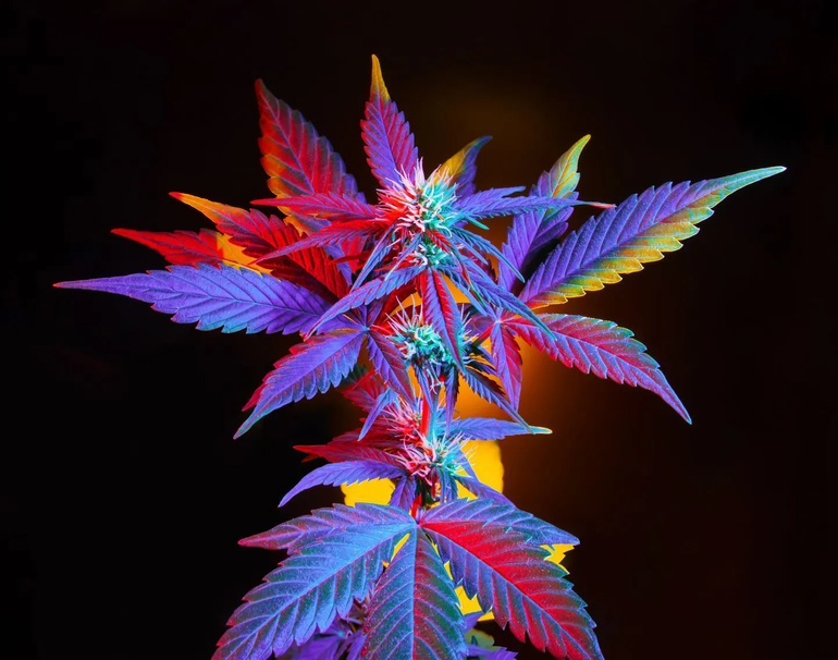 Colorful cannabis plant with red, blue, and yellow hues against a black background.