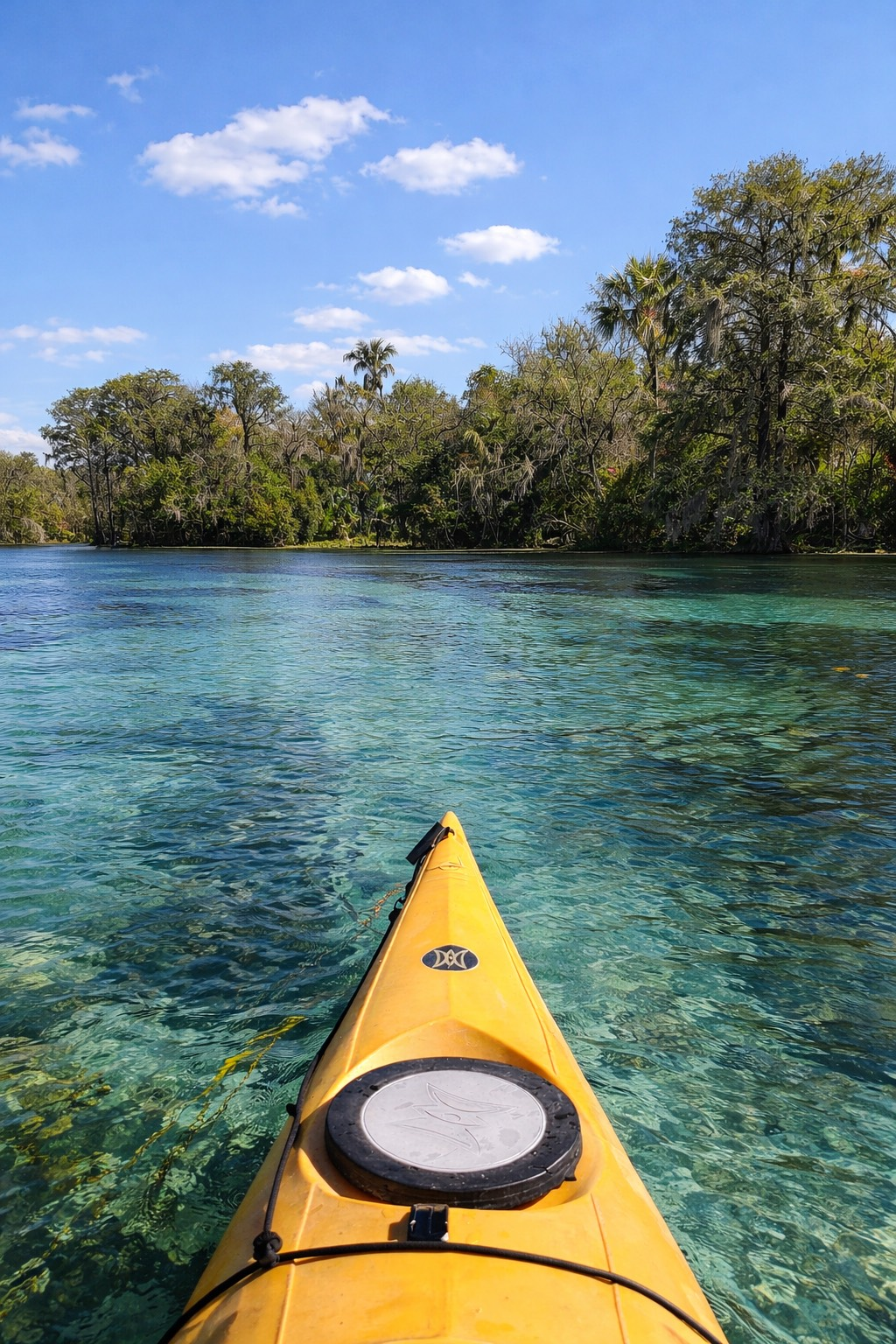Turtle basking on a log in a dark-watered swamp, surrounded by greenery.
