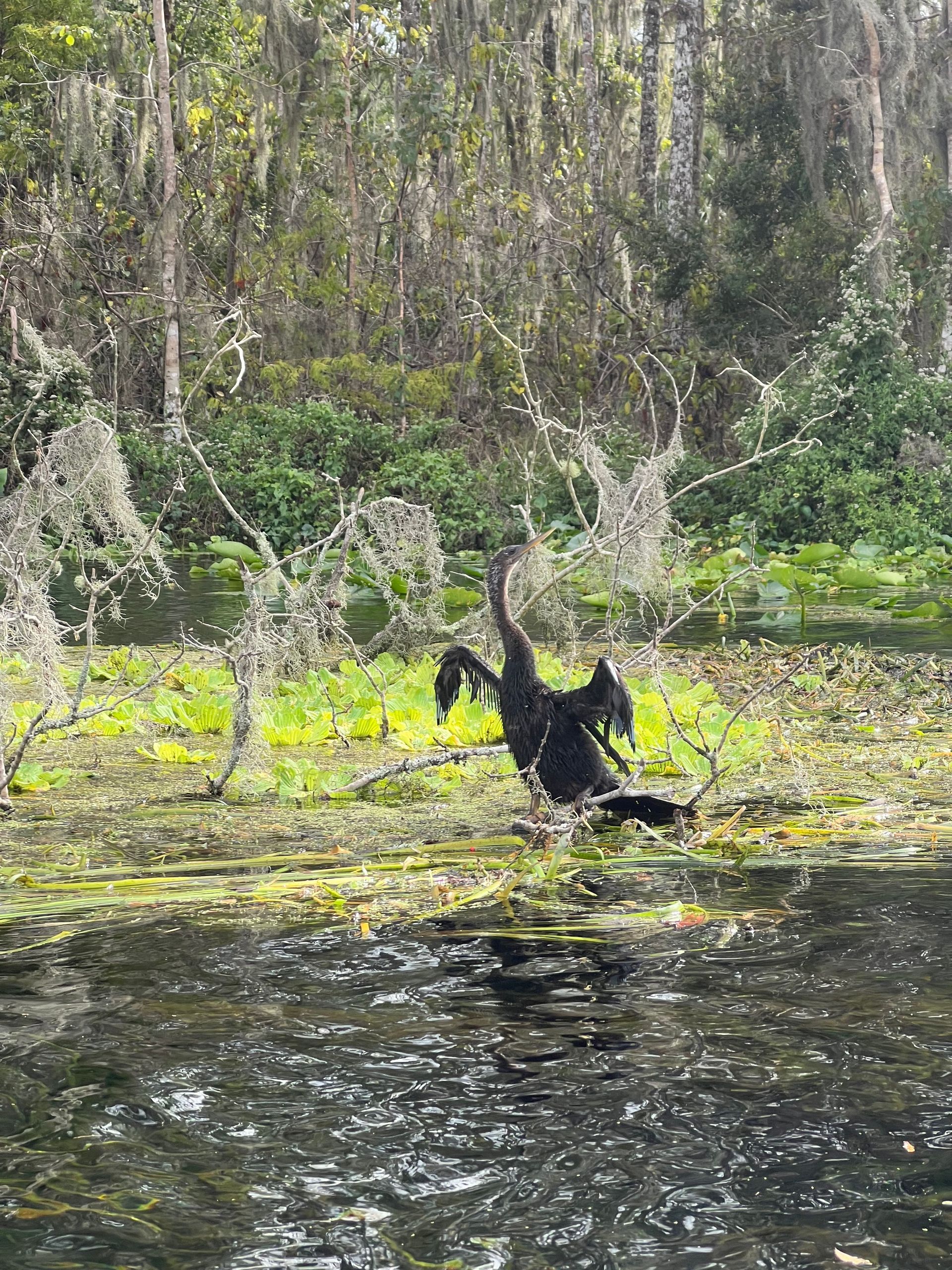 Black bird with outstretched wings in swamp water. Green and brown vegetation in the background.