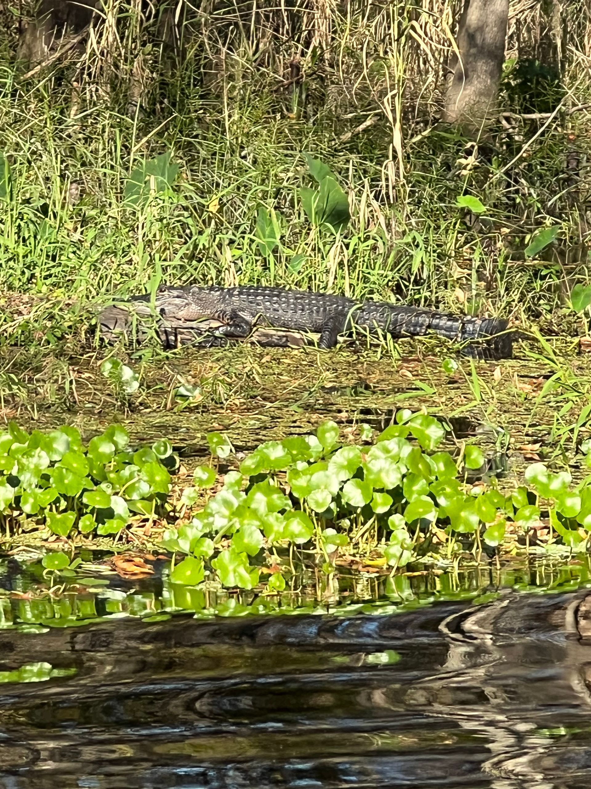 Alligator resting in tall grass near water with green plants.