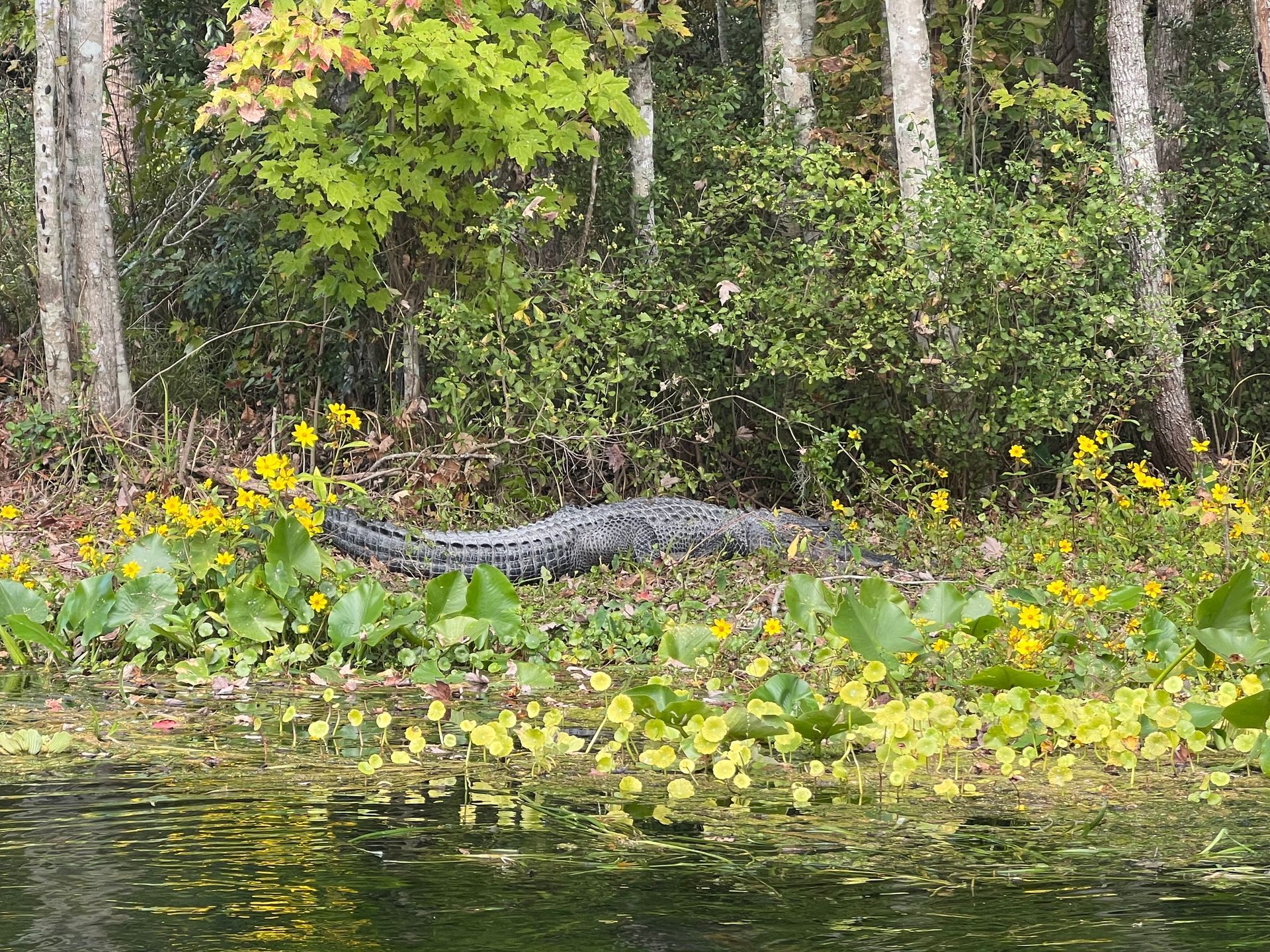Alligator resting on a riverbank with yellow flowers and green vegetation.