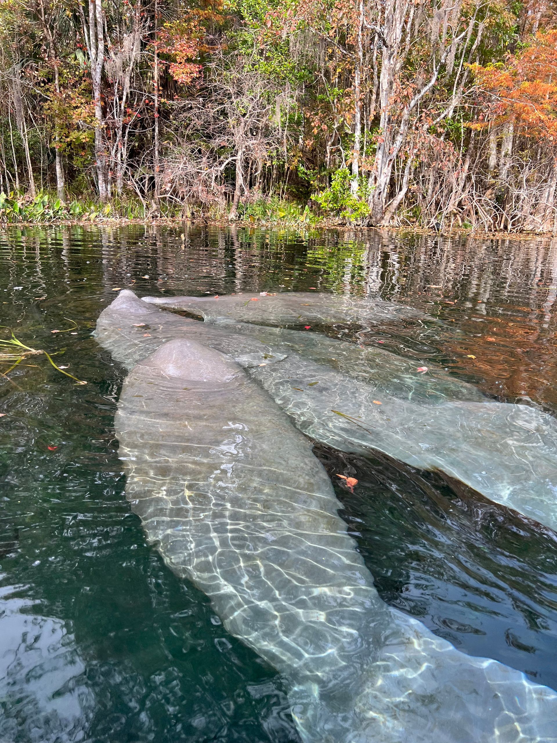 Two manatees swim in clear water with a forested backdrop.