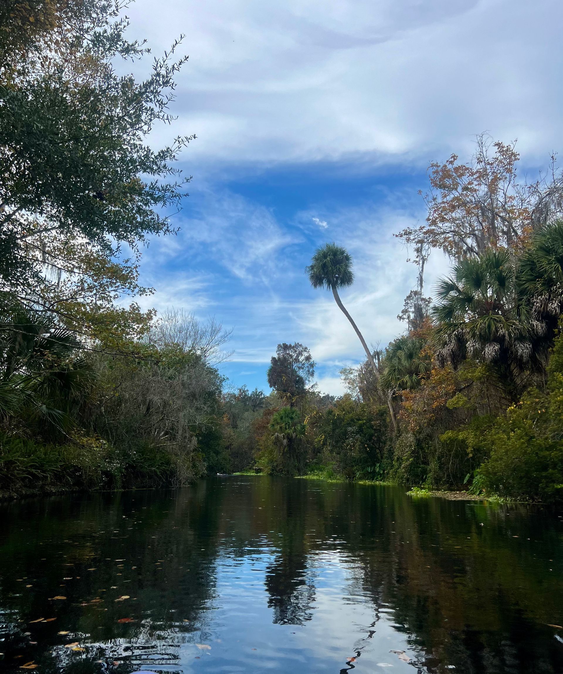 A dark river flows between lush green and brown trees under a bright blue cloudy sky.