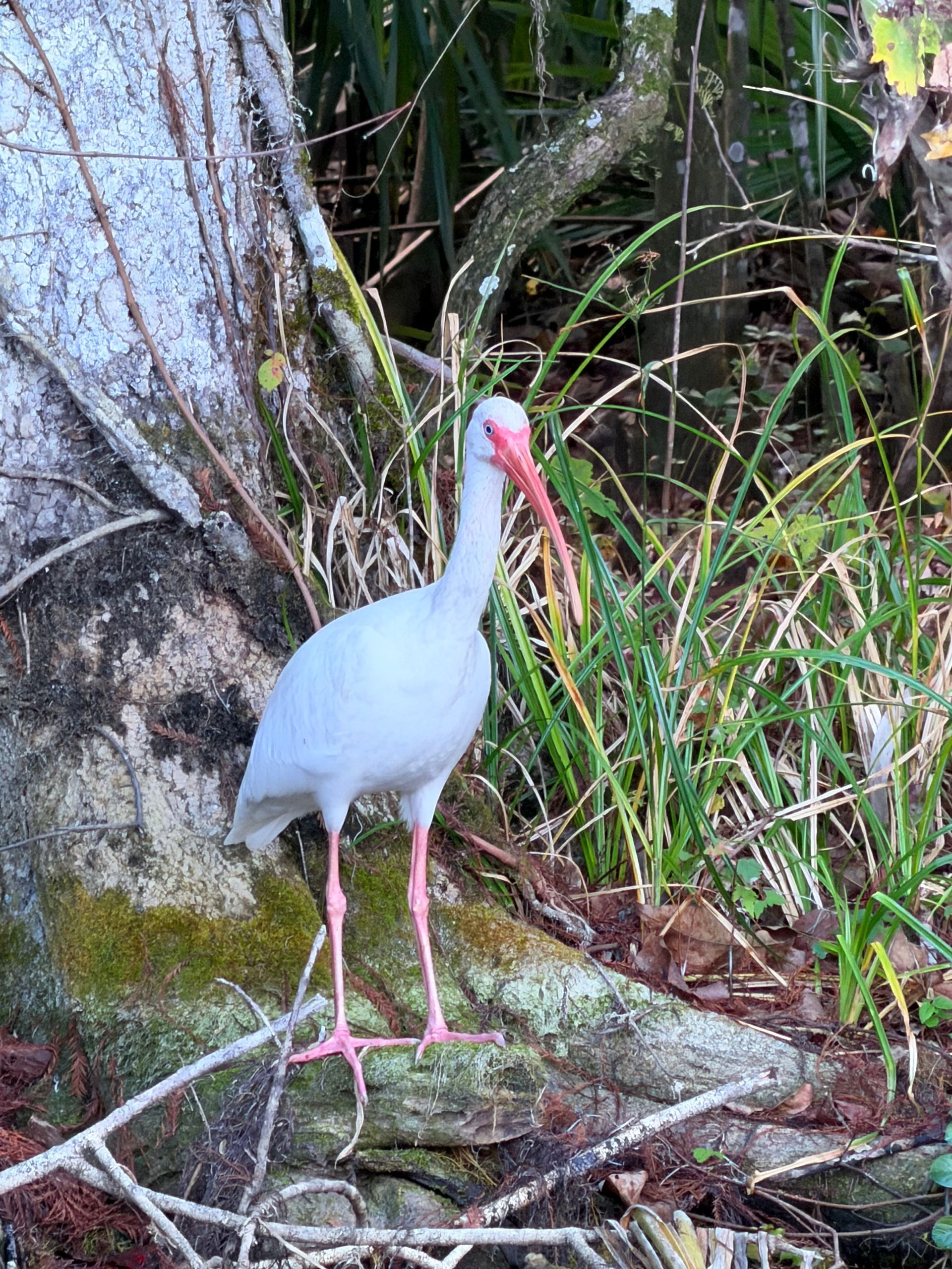 White ibis with pink legs and beak stands on a rock near trees and foliage.