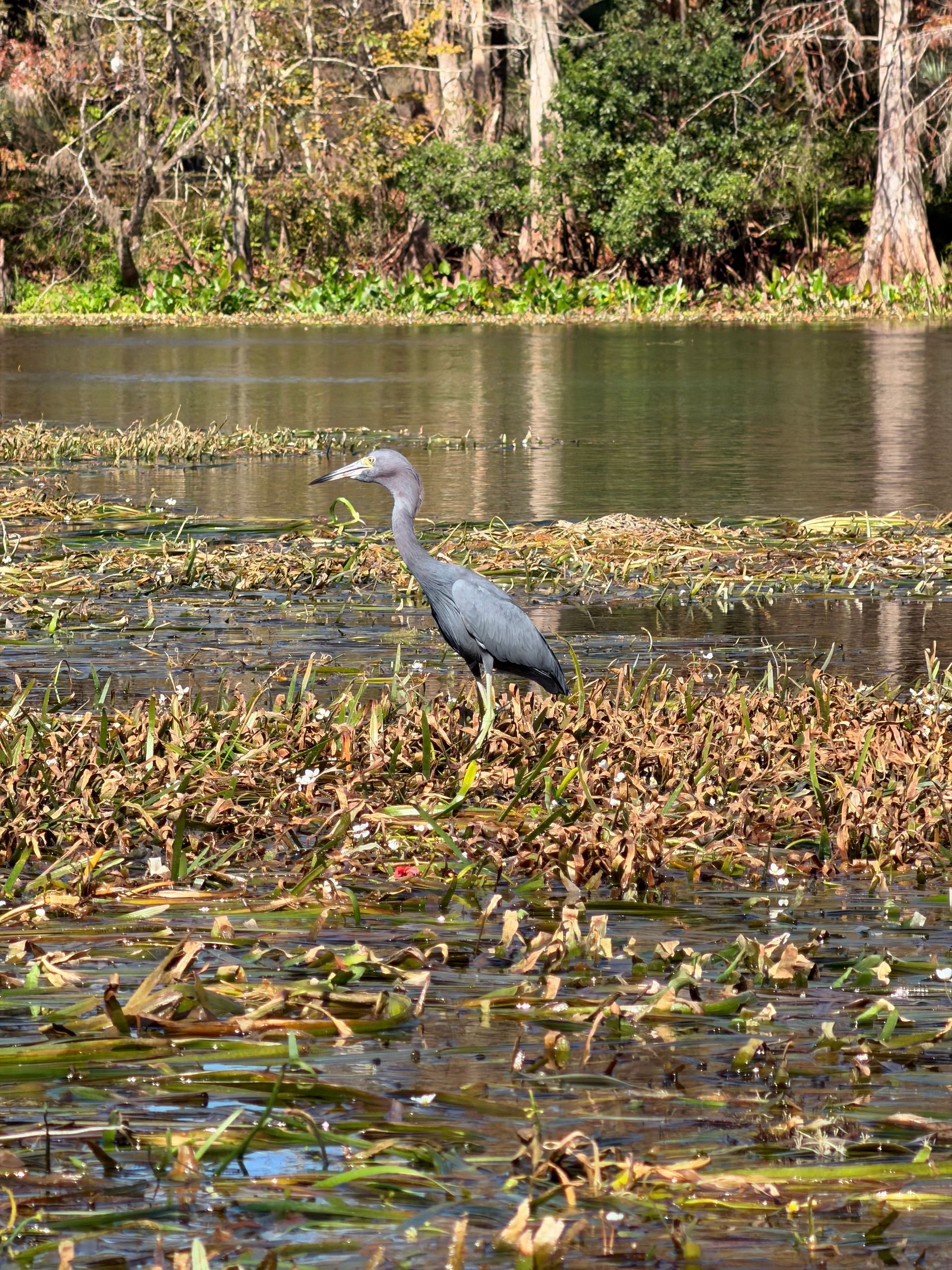A blue heron stands in shallow water filled with aquatic plants, lake background.