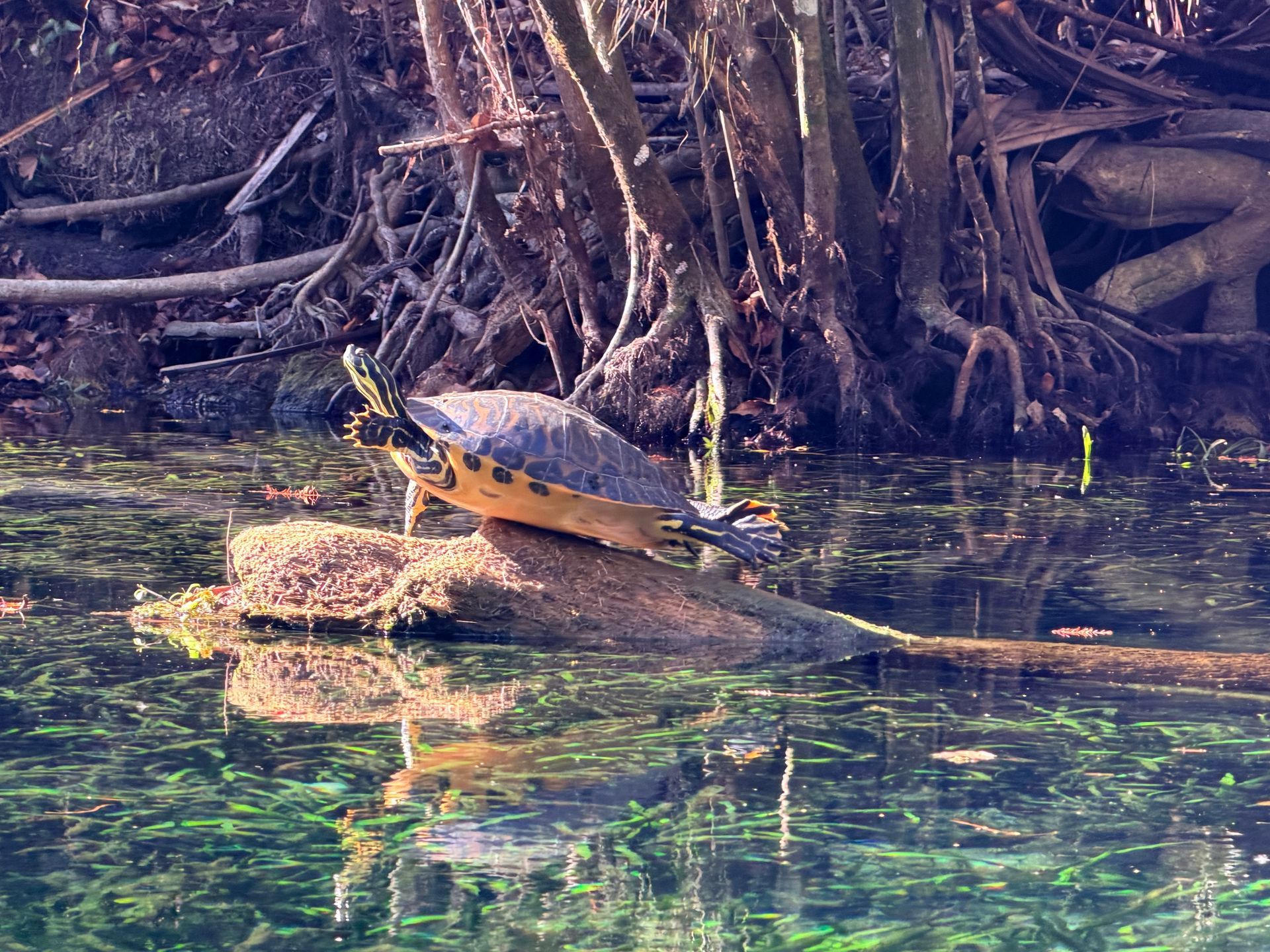 Turtle sunning on a log in clear, green-tinted water, with tree roots in the background.
