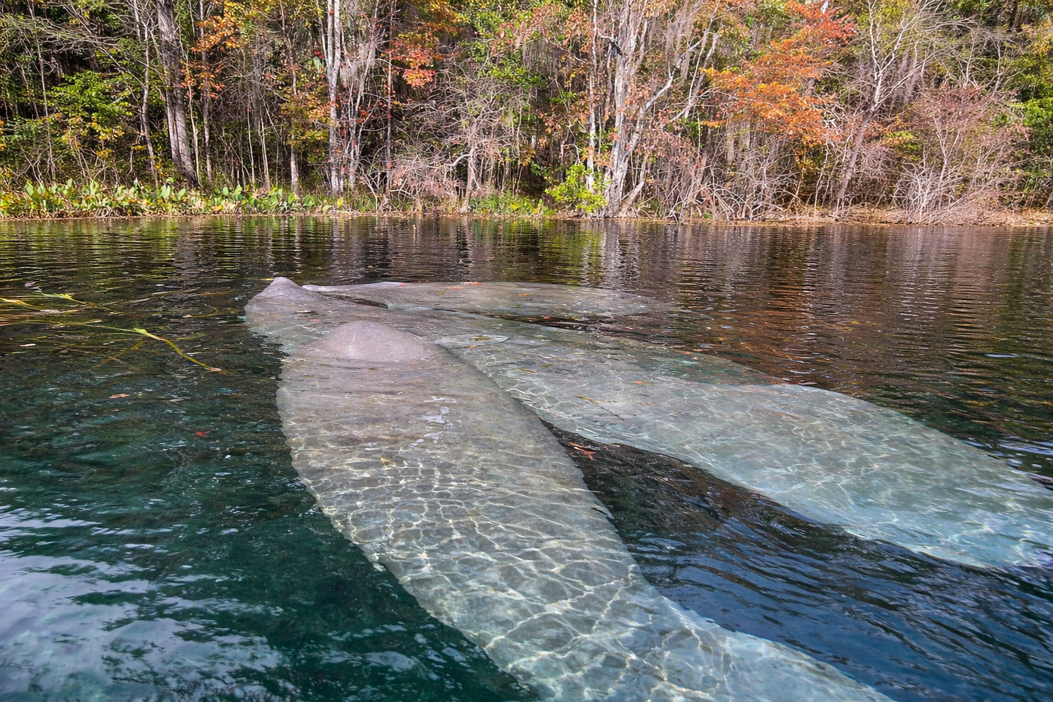 Manatees swimming in clear water near a treeline.
