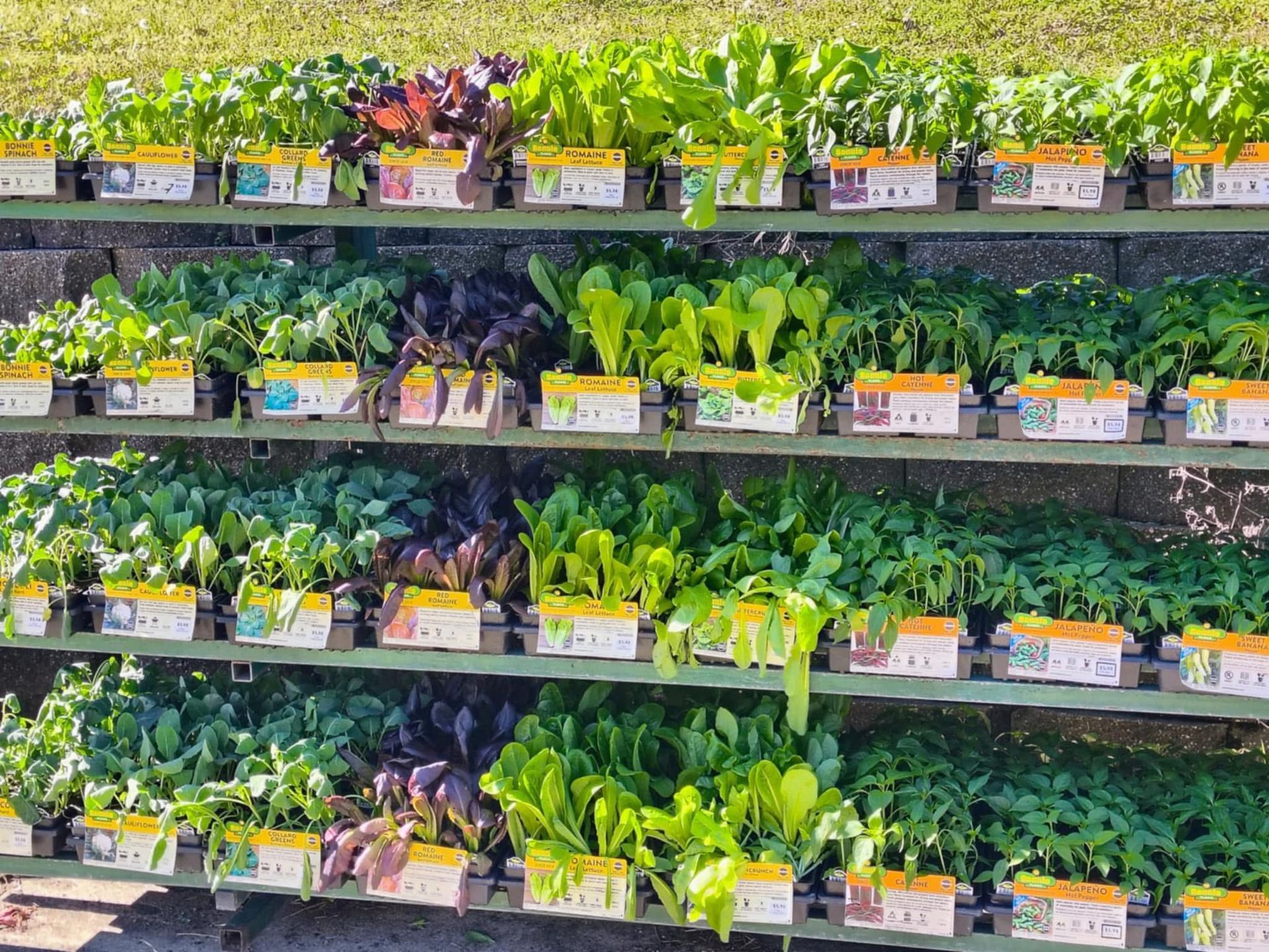 A herd of black cows standing next to a wooden fence.