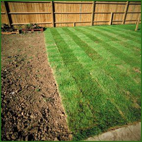Turf