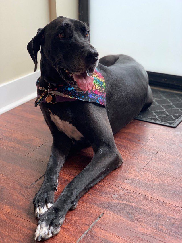 Pet Salon — Pug in Chicago, IL