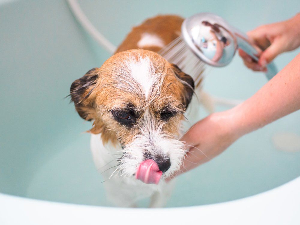 Pet Groomer — Dog Taking a Bath in Chicago, IL